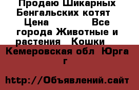 Продаю Шикарных Бенгальских котят › Цена ­ 17 000 - Все города Животные и растения » Кошки   . Кемеровская обл.,Юрга г.